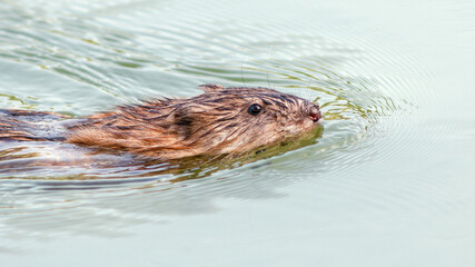 otter in the water