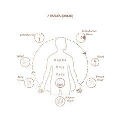 7 dhatu. Ayurvedic system of human body tissues poster design. Vata, pitta, kapha doshi. Indian alternative medicine. Infographic vector illustration of ayurveda.