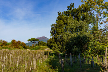 View from a hidden orchard to the Vesuvius volcano