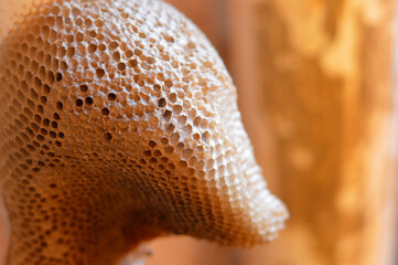 honeycomb, a mass of hexagonal prismatic cells built from beeswax by honey bees in their nests to...