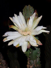 Besouro na Flor do Cacto
