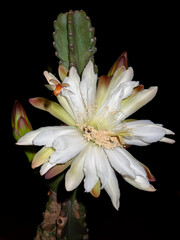 Besouro na Flor do Cacto