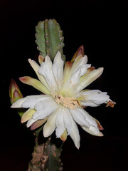 Besouro na Flor do Cacto