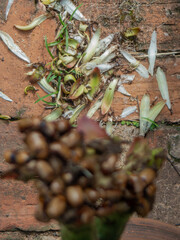 Besouro na Flor do Cacto