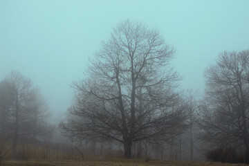 Obraz premium Leafless tree in a foggy landscape
