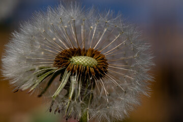 Löwenzahn Pusteblume