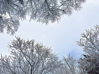 snow covered bare trees against a clear blue sky. abstract nature. abstract background. winter landscape. winter background. winter aesthetic. snowy