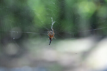 Brown spider with white cross on back sitting on web in forest close up. Poisonous female araneus diadematus caught insect in trap. European garden crowned orb weaver diadem spider. Arachnophobia.