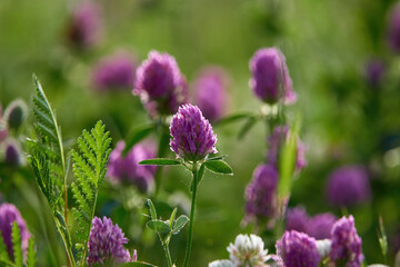 Pink clover flowers in a meadow in summer