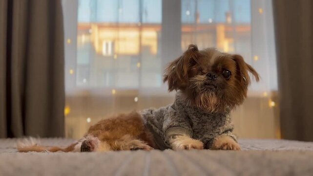 A small one-eyed disabled dog lies on the bed and licks itself close-up. Recovery after surgery