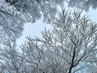 snow covered bare trees against a clear blue sky. abstract nature. abstract background. winter landscape. winter background. winter aesthetic. snowy