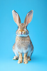 Obraz premium Surprised and angry rabbit isolated on a blue background, ears straight up and eyes full of surprise.