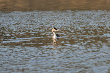 Somormujo podiceps cristatus buscando alimento en el pantano de Beniarres, España