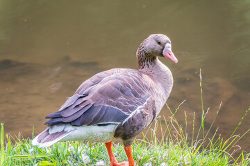 Greater White-fronted Goose (Anser albifrons) standing on the green shore of the pond.