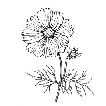 recommend clip art: Cosmos flowers (Cosmos bipinnatus, Mexican aster, garden cosmos). Black and white outline illustration, hand drawn work isolated on white background