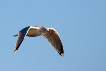 Herring gull