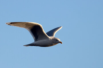 Herring gull