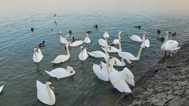 White swan on the water