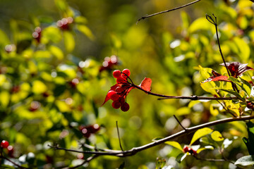 Coralberry (Ardisia crenata) on the branch.