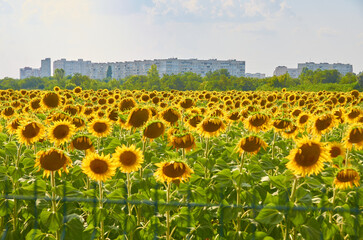 Obraz premium big field of yellow sunflowers