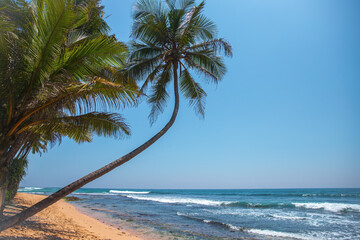  palm trees on an ocean shore  on a sunny day