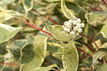 Cornus alba Argenteomarginata, Cornaceae, white and green leaves. Deren Argenteomarginata covered...