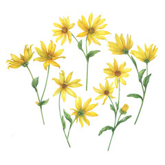  Set with yellow wild sunflower flowers (Helianthus tuberosus, sunroot, sunchoke, Jerusalem artichoke, topinambur, earth apple). Watercolor hand drawn illustration isolated on a white background