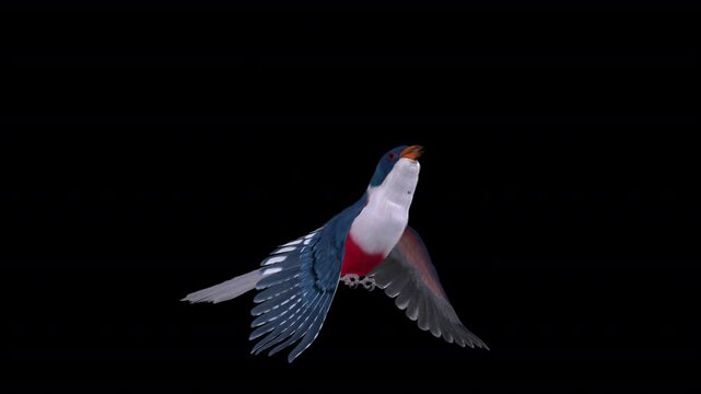 Cuban Trogon Colorful Central American Bird - Flying Loop - Aerial Low Angle Close Up View - Alpha Channel - Realistic 3D animation isolated on transparent background