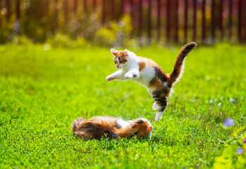 cute kitten playing and jumping on cat in summer sunny day on green grass