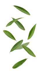 Falling olives Leaf isolated on white background, full depth of field