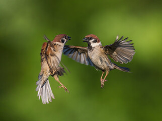 -two birds sparrows had a fight in the spring garden flying up into the sky and spreading their wings and feathers