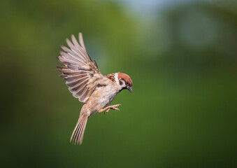 bird baby sparrow flying in spring garden soaring into the sky spreading feathers and wings