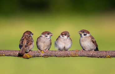birds fledgling sparrow sitting on tree branch in summer garden