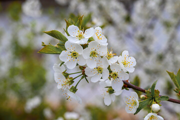 A branch of cherry with white flowers on a blurred background in sunny weather