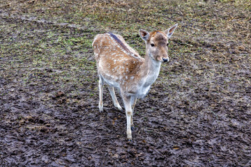 A female deer stands on the wet ground in a field. 