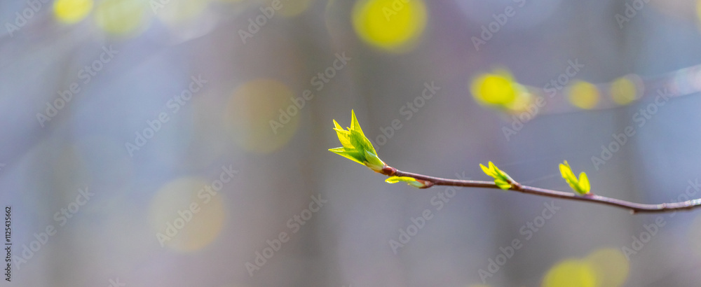 Poster tree branch with the first green shoots in spring on a blurred background, early spring