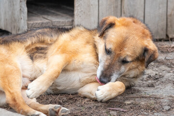 A big brown dog is washing itself near the kennel.