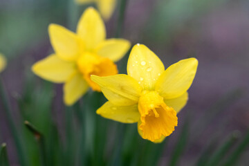 yellow daffodils in the garden close-up on a blurred background