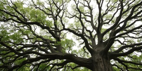 Obraz premium Majestic live oak tree standing tall with branches reaching out at an angle, angle