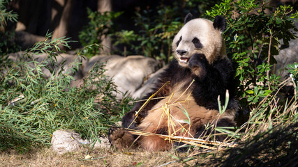 Cute Panda eating bamboo