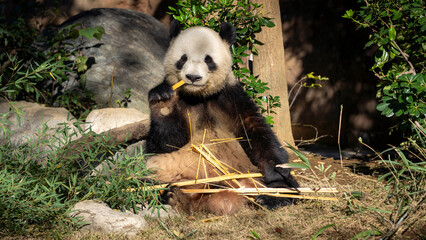 Cute Panda eating bamboo