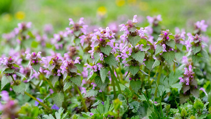 Nettle blossoms, pink nettle flowers on a blurred background in spring