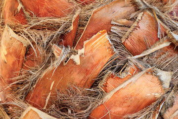 Pattern of cut palm leaves from a fan palm on the trunk of the palm tree