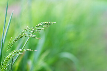 spring or summer background with grass stems on a blurred background, grass stems with seeds