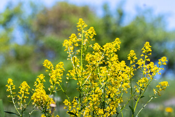 Thickets of wild yellow flowers in the garden