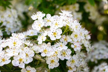 hawthorn blossom, hawthorn bush with white flowers