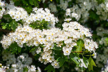 elderberry blossom, elderberry bush with white flowers