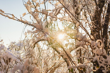 Beautiful winter nature with snow at sunset - Landscape 