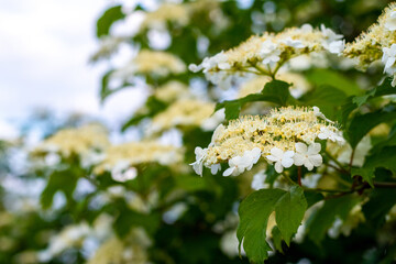 Viburnum blossoming, white viburnum flowers on a bush in spring