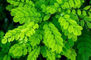acacia branch with delicate green leaves, acacia leaf pattern